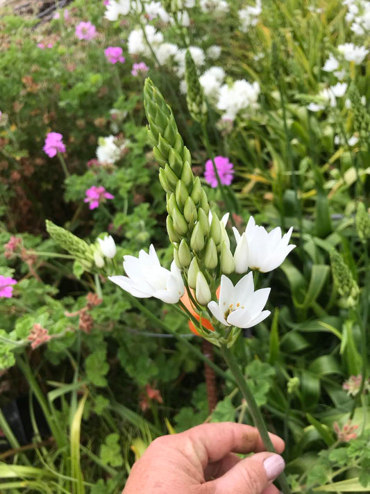 Ornithogalum - bag of 10 bulbs
