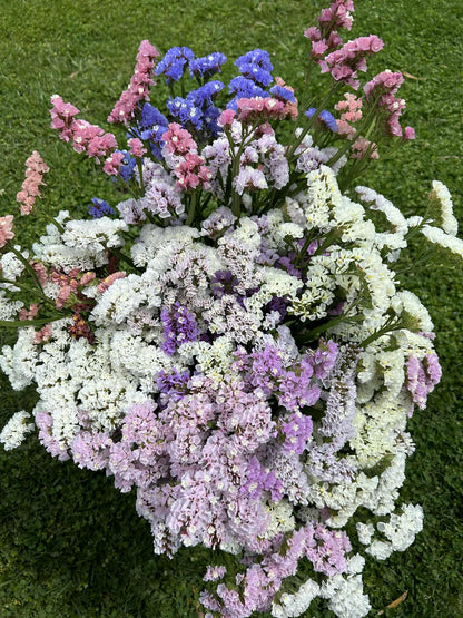 Pick 'n Mix  - Early Winter Planted Hardy Annuals (One last dispatch Tues 12th May - sorry, not available for south island or rural delivery)