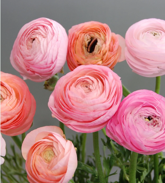 LOCALS SPECIAL - PICK UP ONLY - Ranunculus Amandine Pastel