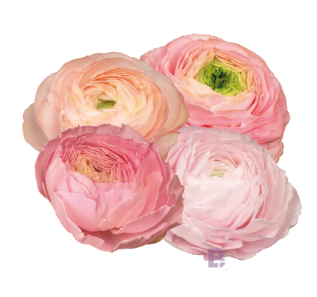 LOCALS SPECIAL - PICK UP ONLY - Ranunculus Elegance Pastello