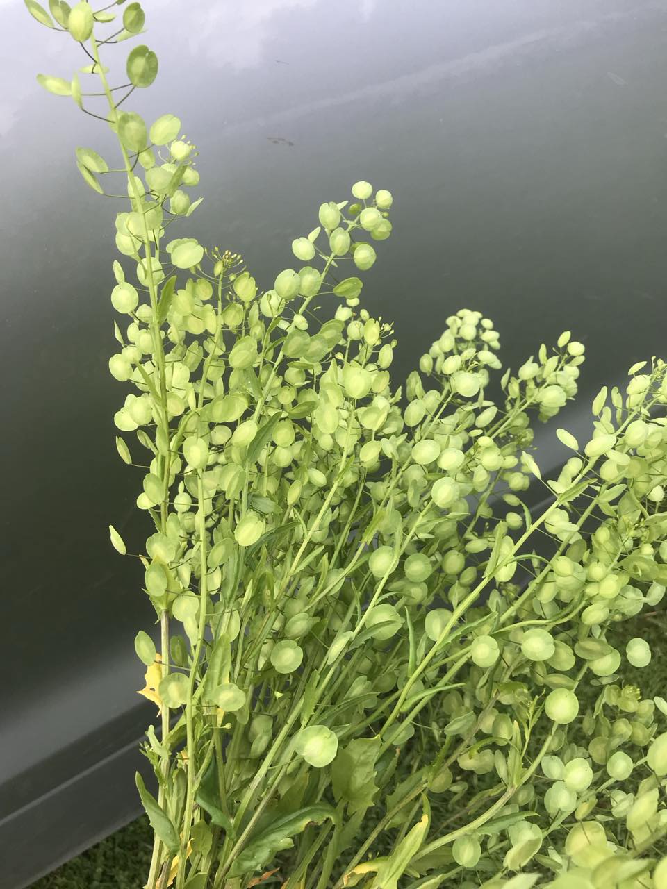 Pick 'n Mix Box (Coming in May - Autumn Planted Hardy Annuals)