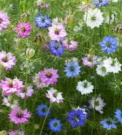LOCALS: Nigella Persian Jewels (Easy)