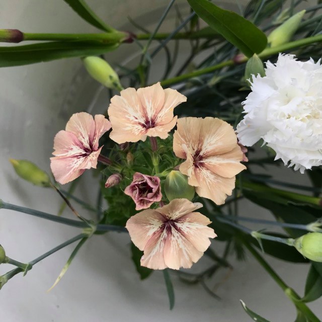 Pick 'n Mix  - Early Summer Planted Tender Annuals - Free* Nationwide shipping when you purchase 4 or more punnets