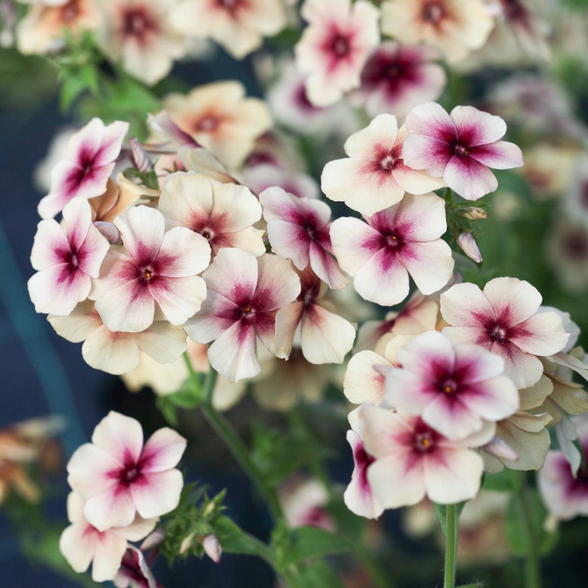 Pick 'n Mix  - Early Summer Planted Tender Annuals - Free* Nationwide shipping when you purchase 4 or more punnets