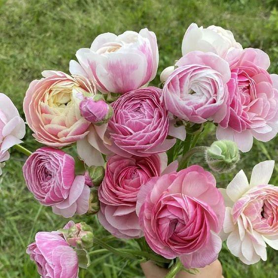 LOCALS SPECIAL - PICK UP ONLY - Ranunculus Amandine Porcelaine