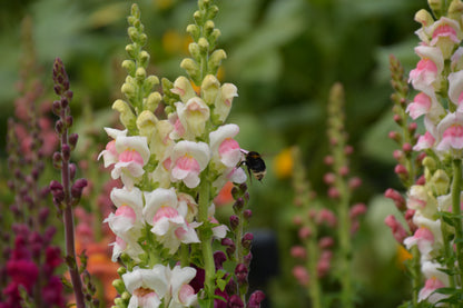 NZ: Snapdragon Warm Mix (Easy)