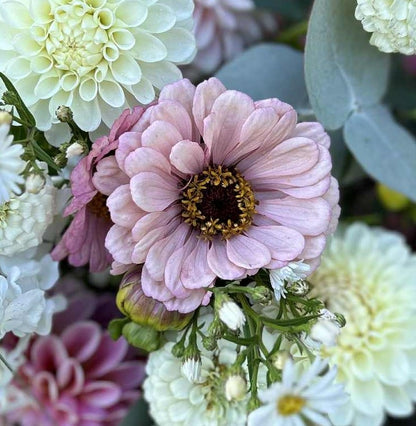 Pick 'n Mix  - Early Summer Planted Tender Annuals - Dispatching from 8th Dec with FREE Nationwide Shipping (excludes Rural) when you purchase 4 or more punnets