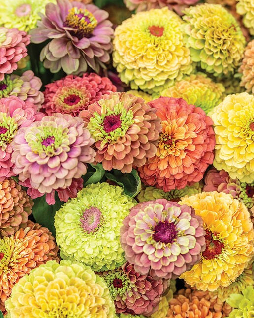 Pick 'n Mix  - Early Summer Planted Tender Annuals - Dispatching from 8th Dec with FREE Nationwide Shipping (excludes Rural) when you purchase 4 or more punnets