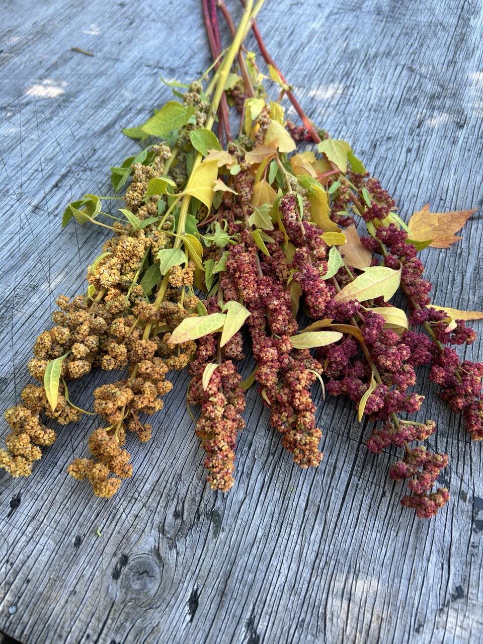 Pick 'n Mix  - Early Summer Planted Tender Annuals - Dispatching from 8th Dec with FREE Nationwide Shipping (excludes Rural) when you purchase 4 or more punnets