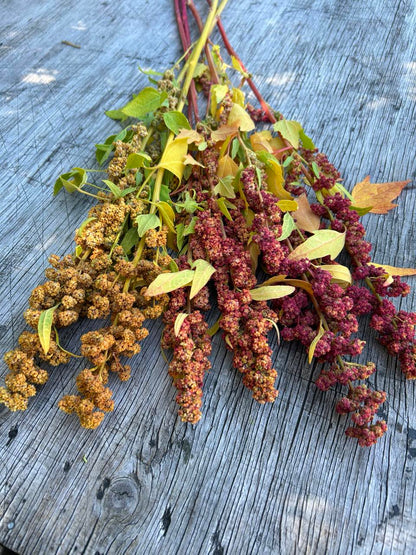 Pick 'n Mix  - Early Summer Planted Tender Annuals - Dispatching from 8th Dec with FREE Nationwide Shipping (excludes Rural) when you purchase 4 or more punnets