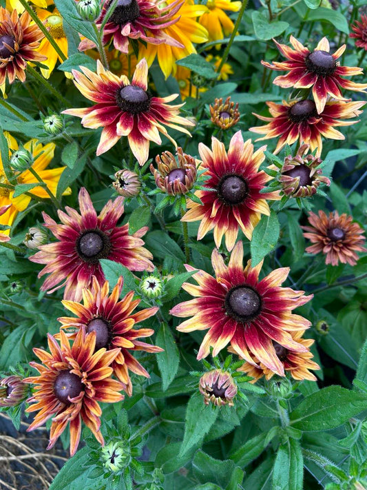 NZ: Rudbeckia Sahara (Easy)