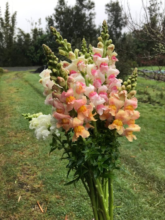 NZ: Snapdragon Warm Mix (Easy)