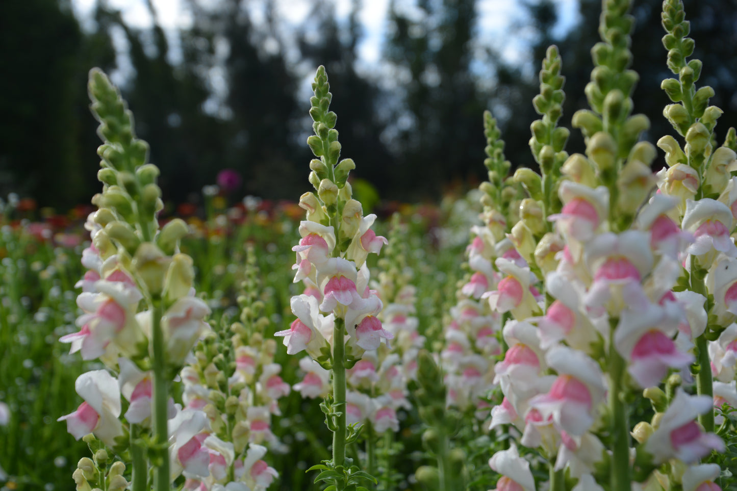 My Patch Box:  Early Spring Planted Hardy Annuals