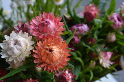 My Patch Box:  Early Spring Planted Hardy Annuals