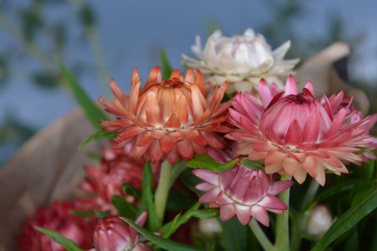 LOCALS:  Strawflower Pastel Mix (Easy)