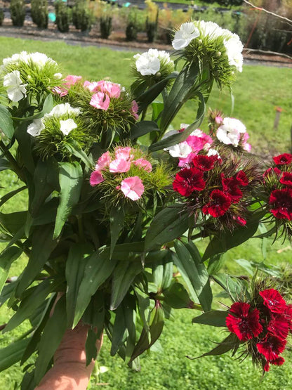 NZ: Dianthus Sweet Pink (Easy)