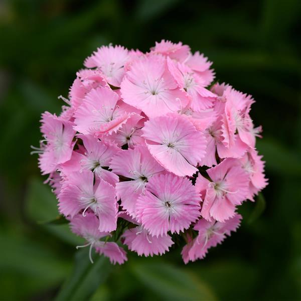 NZ: Dianthus Sweet Pink (Easy)