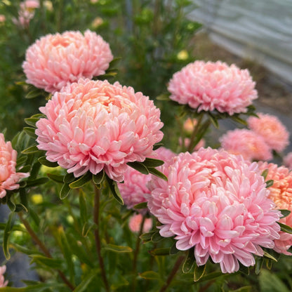 Pick 'n Mix  - Late Spring Planted Tender Annuals - Free* North Island shipping when you purchase 4 or more punnets