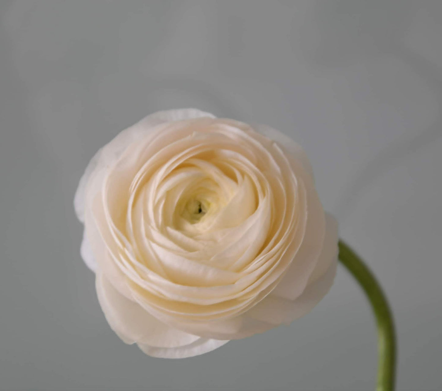 LOCALS SPECIAL - PICK UP ONLY - Ranunculus Amandine Wedding Pastel