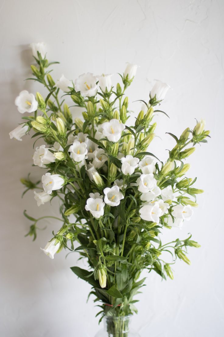 Pick 'n Mix  - Early Winter Planted Hardy Annuals (One last dispatch Tues 12th May - sorry, not available for south island or rural delivery)