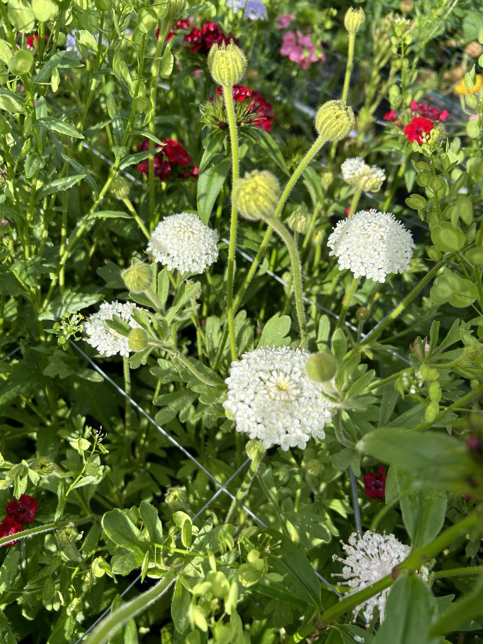 LOCALS: Didiscus Lacy Mix (Easy)