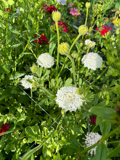 LOCALS: Didiscus Lacy Mix (Easy)