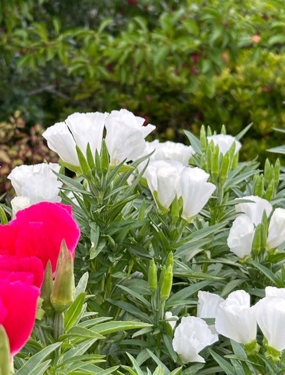 LOCALS:  Godetia Grace Pastel Mix (Easy)